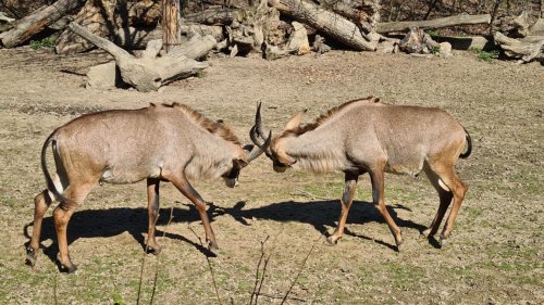 ZOO Zlín - Lešná 7  